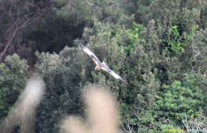 Scopri di più sull'articolo A Mola è arrivato sua maestà il Falco di palude