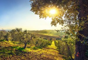 Scopri di più sull'articolo Il progetto Scapigliato Alberi ha piantumato 14mila olivi in Toscana, in meno di un anno