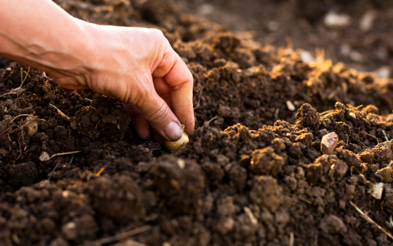 Scopri di più sull'articolo Seed balls e guerrilla gardening. Ovvero, combattere l’abbandono lanciando semi