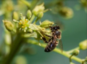 Scopri di più sull'articolo Microplastiche e salute delle api, uno studio dell’università di Firenze