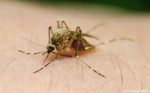 Scopri di più sull'articolo Contro le zanzare arriva a Firenze l’app Mosquito alert