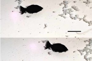 Scopri di più sull'articolo Gli scienziati sviluppano minuscoli pesci robotici in grado di assorbire le microplastiche mentre nuotano