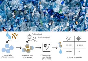 Scopri di più sull'articolo I virus che fanno autostop sulle microplastiche possono sopravvivere nell’acqua dolce