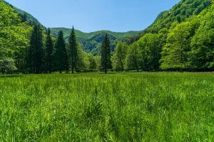 Scopri di più sull'articolo Dieci priorità per le foreste, dalla Società italiana di selvicoltura e ecologia forestale (Sisef)