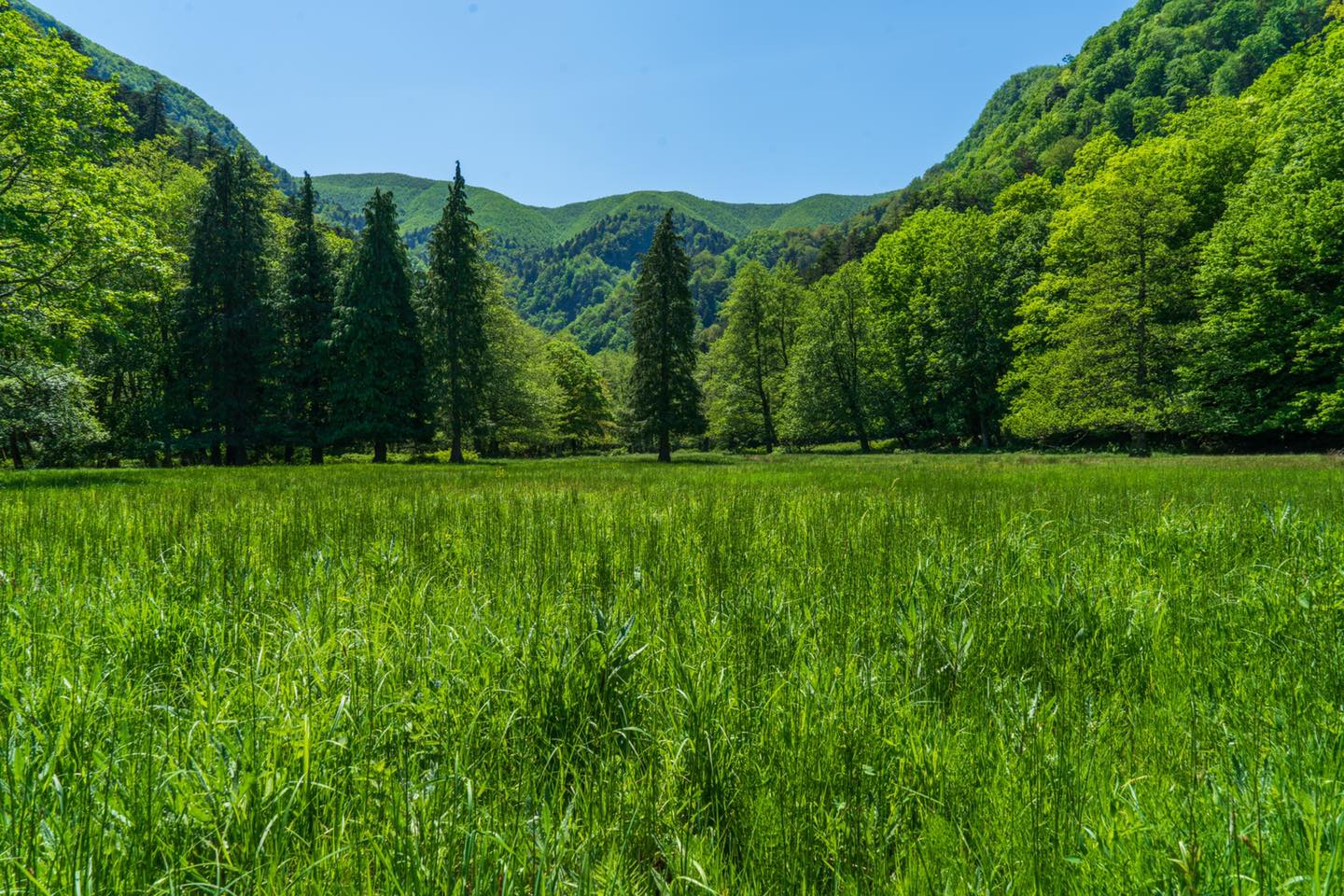 Scopri di più sull'articolo Dieci priorità per le foreste, dalla Società italiana di selvicoltura e ecologia forestale (Sisef)