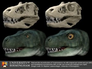 Scopri di più sull'articolo Perché i tirannosauri avevano gli occhi piccoli