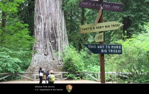 Scopri di più sull'articolo Ecoturismo insostenibile: vietato accedere all’area dove vive l’albero più alto del mondo