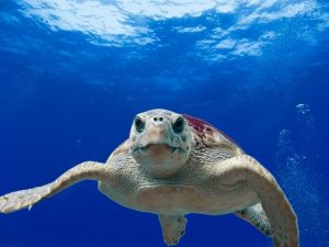 Scopri di più sull'articolo Cosa fare se si avvista una tartaruga marina in difficoltà o un nido