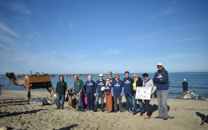 Scopri di più sull'articolo Pulizia della spiaggia di San Rossore con i dromedari