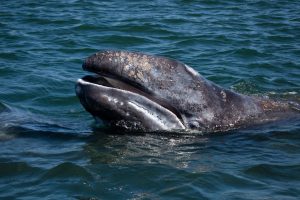 Scopri di più sull'articolo Ogni giorno dieci milioni di pezzi di microplastiche vengono ingeriti dalle balene