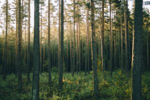 Scopri di più sull'articolo Le foreste sono importantissimi alleati contro la crisi climatica: è vero, ma vanno gestite bene