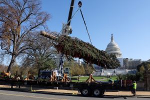 Scopri di più sull'articolo L’albero di Natale di Capitol Hill  è un abete rosso, una specie a rischio di estinzione