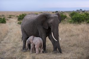 Scopri di più sull'articolo Namibia, i pozzi di acqua sono fuori uso e un cucciolo di elefante muore di stenti