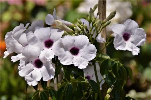 Scopri di più sull'articolo La Pandorea Jasminoides è il rampicante perfetto per chi ama i fiori