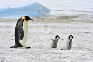Scopri di più sull'articolo I pinguini imperatore saranno tutelati dalla legge americana come specie a rischio estinzione: gli ambientalisti (e DiCaprio) festeggiano
