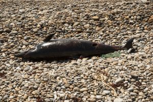 Scopri di più sull'articolo Centinaia di delfini morti nel Mar Nero: la guerra in Ucraina non risparmia nemmeno l’ambiente