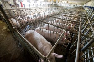 Scopri di più sull'articolo La Cina risponde alla carenza di carne con un allevamento intensivo creato in due palazzi da 26 piani ciascuno: e i rischi ambientali e sanitari?