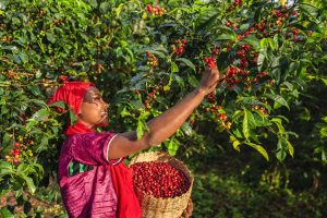 Scopri di più sull'articolo Il caffè potrebbe salvare la foresta del Mozambico: adattandosi alla “nuova realtà”, le sue piante resilienti sfidano il Climate Change