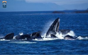 Scopri di più sull'articolo Quanta microplastica mangiano le balene? Fino a 10 milioni di pezzi al giorno