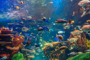 Scopri di più sull'articolo È esploso il più grande acquario cilindrico al mondo: conteneva 1500 pesci tropicali e 1 milione di litri di acqua