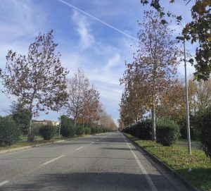Scopri di più sull'articolo A Rosignano via 90 cipressi, ma grazie a Scapigliato arriveranno 300 nuovi alberi