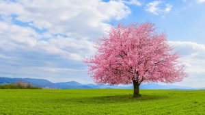 Scopri di più sull'articolo Il curioso caso del bialbero di Casorzo: un gelso su cui è cresciuto un ciliegio