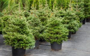 Scopri di più sull'articolo I vantaggi dell’albero di Natale naturale (e perché è una scelta sostenibile)