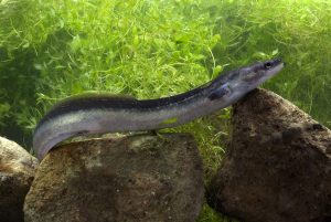 Scopri di più sull'articolo L’Unione Europea gioca con il futuro delle anguille? La situazione è critica