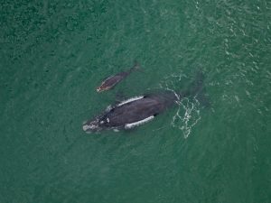 Scopri di più sull'articolo Troppe balene franche muoiono per la pesca delle aragoste: oggi ne rimangono appena 340