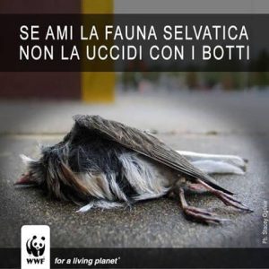 Scopri di più sull'articolo Botti di Capodanno: effetti pesantissimi su salute, animali e ambiente e 6 tonnellate di rifiuti