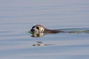 Scopri di più sull'articolo Trovate morte 2500 foche in via di estinzione al largo delle coste del Mar Caspio