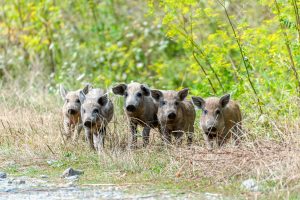 Scopri di più sull'articolo I cinghiali potrebbero essere cacciati (e poi mangiati) anche in città: la proposta di Fratelli d’Italia allarma gli animalisti