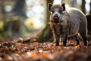 Scopri di più sull'articolo Approvata la norma che prevede misure di contenimento della fauna selvatica: a rischio le specie protette