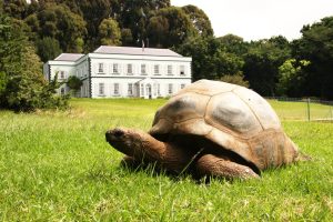 Scopri di più sull'articolo La tartaruga gigante Jonathan ha compiuto 190 anni: è l’animale terrestre conosciuto più longevo del mondo