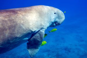Scopri di più sull'articolo Il 10% delle specie marine a rischio di estinzione: dai mammiferi ai coralli, la natura è minacciata dall’uomo