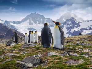 Scopri di più sull'articolo In Antartide potrebbe scomparire il 65% delle piante e degli animali: tra i più a rischio c’è il pinguino imperatore