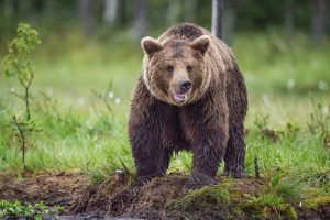 Scopri di più sull'articolo Da attrazione per i turisti a una vita sicura: l’orso bruno Mark tornerà finalmente in natura dopo 20 anni di cattività