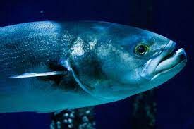 Scopri di più sull'articolo Stop alla caccia di totoaba, il pesce definito ‘cocaina del mare’ e venduto nel mercato nero: la sua storia tra mafia e medicina