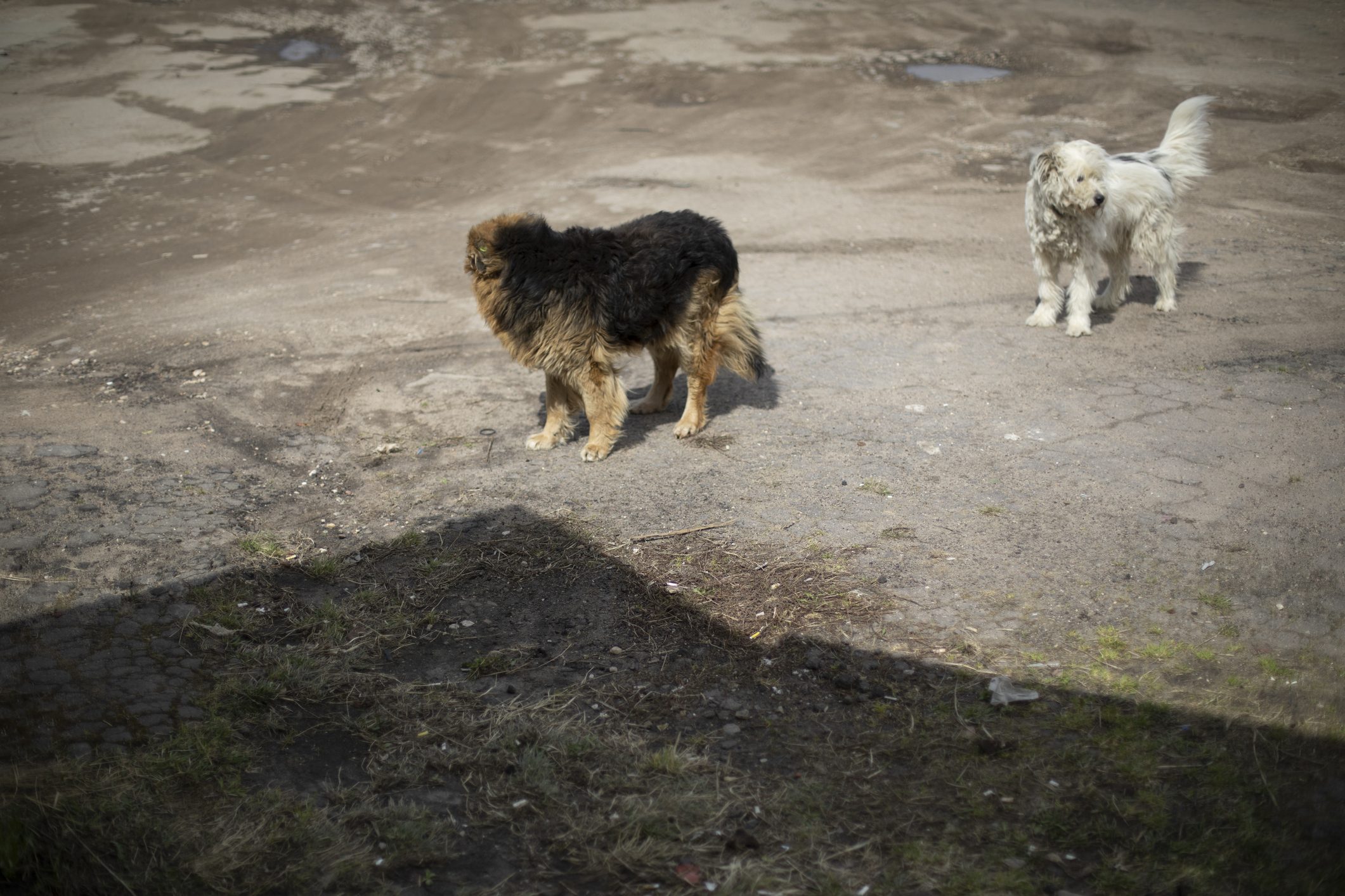 Scopri di più sull'articolo La lenta rinascita della cagnolina sopravvissuta alla crudeltà umana in Calabria e la questione del randagismo