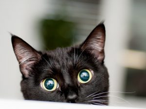 Scopri di più sull'articolo Sei un amante dei gatti? Uno studio ti spiega il perché