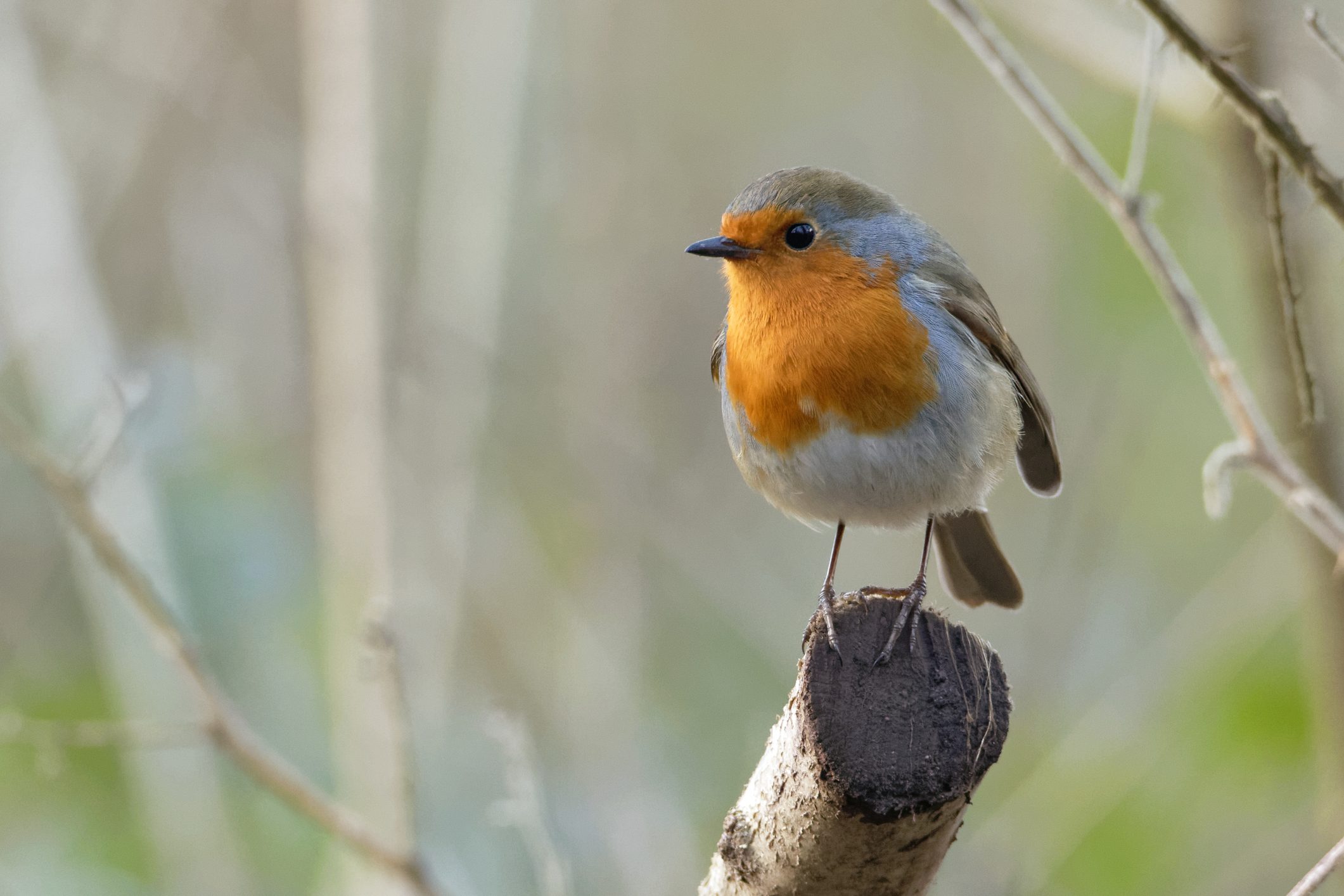Scopri di più sull'articolo Il pettirosso può essere attirato in giardino: scopri di cosa va ghiotto