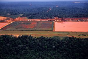 Scopri di più sull'articolo Oltre un terzo dell’Amazzonia è in pericolo: colpa del consumo di suolo, degli incendi e della siccità