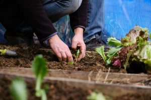 Scopri di più sull'articolo Gennaio è il momento giusto per seminare, ma soprattutto per preparare il tuo orto: cosa puoi piantare