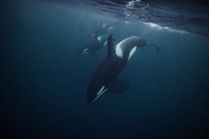 Scopri di più sull'articolo Le orche del Canada sono contaminate da inquinanti chimici presenti nella carta igienica