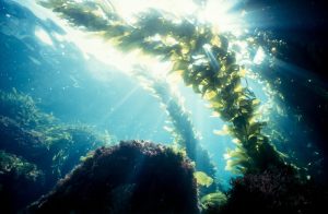 Scopri di più sull'articolo Come funzionano le fattorie oceaniche verticali di alghe e molluschi: una prima alternativa ai sistemi intensivi