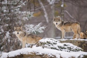 Scopri di più sull'articolo In Svezia è iniziata la mattanza dei lupi più grande di sempre: in un mese potranno essere abbattuti 75 esemplari