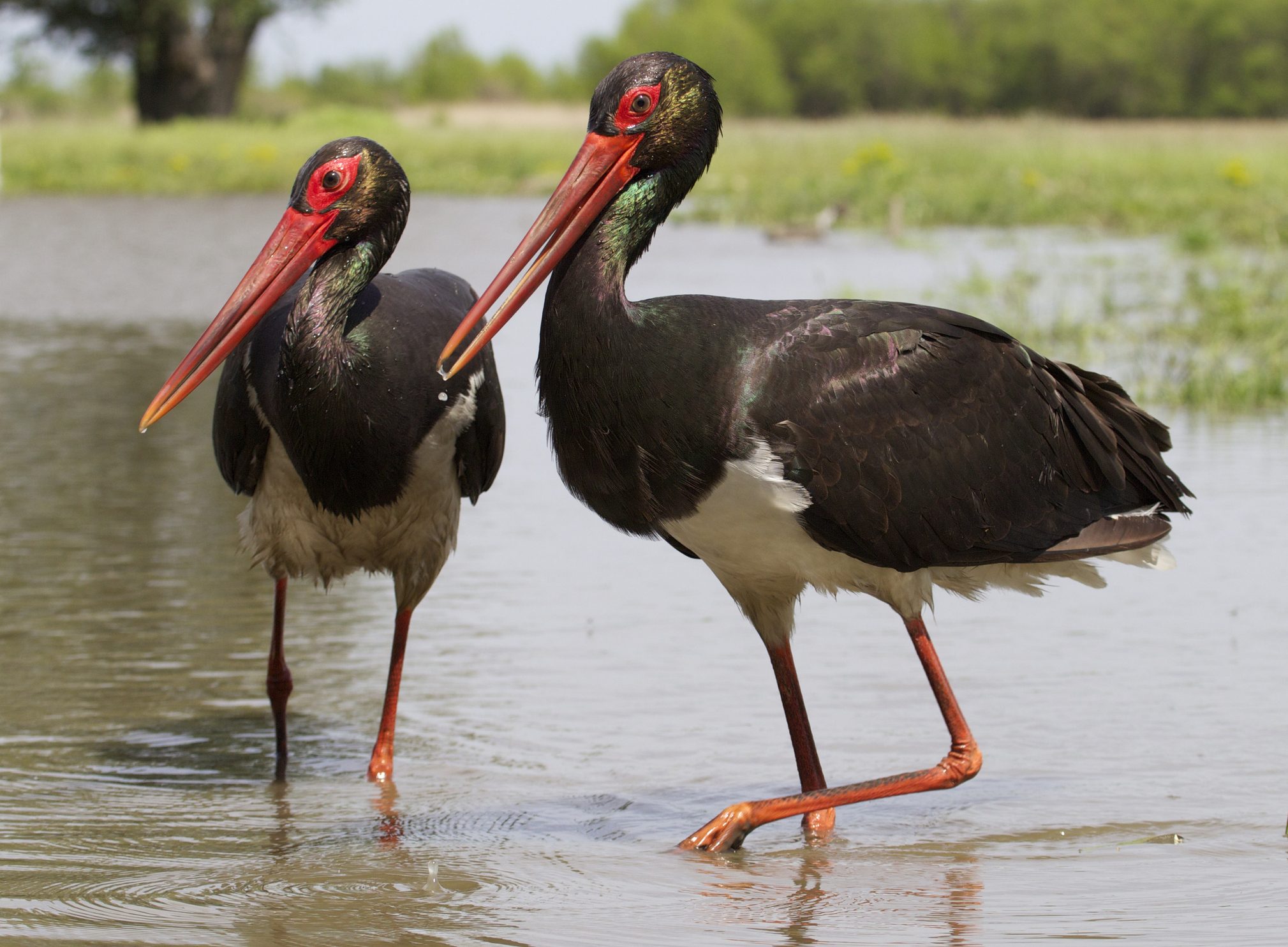 Scopri di più sull'articolo Aumentano nel Sud Italia gli esemplari della cicogna nera, specie rara posta sotto tutela