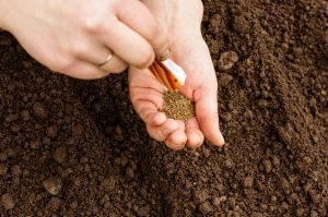 Scopri di più sull'articolo Se vuoi capire quanto sia fertile il tuo orto o il tuo giardino, segui questi passaggi