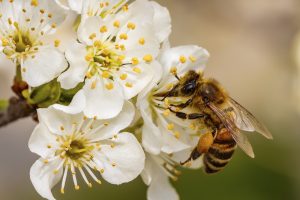 Scopri di più sull'articolo In Europa nasceranno le “buzz lines”: i corridoi ecologici per salvare le api entro il 2030