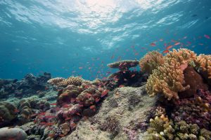 Scopri di più sull'articolo Suoni, canti, rumori: le barriere coralline parlano e ora l’AI riesce a comprenderle